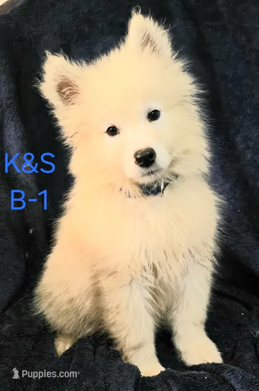 Sammy – Samoyed puppy for sale in Granby, MO