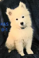 Sammy, a male Samoyed for sale in Granby, MO – 1 of 1