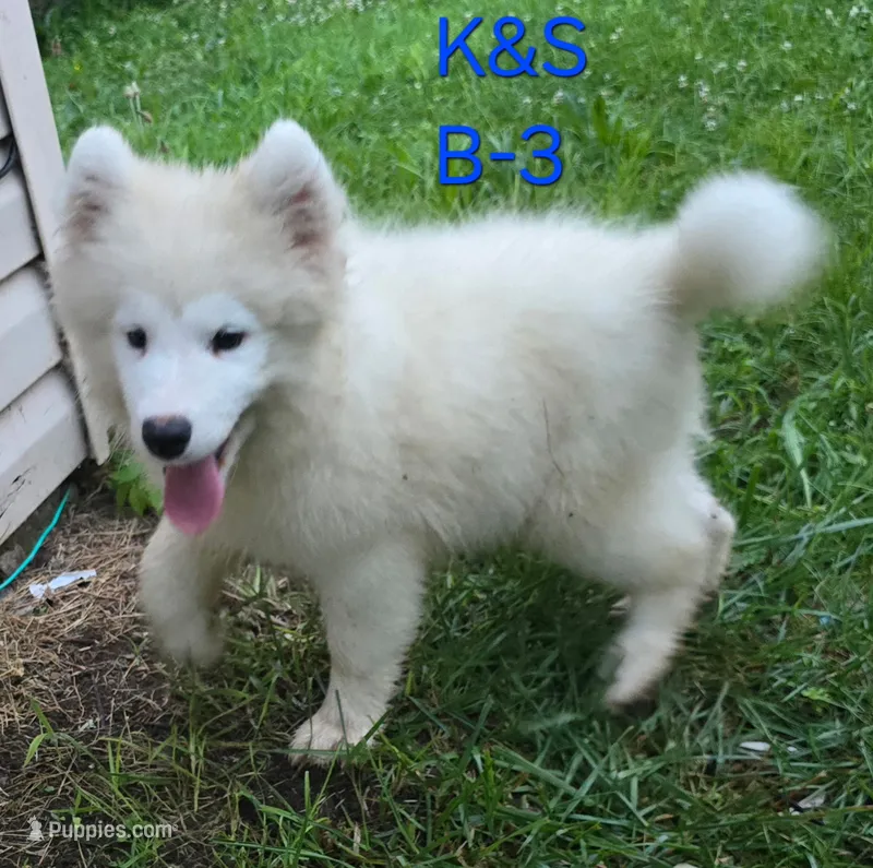 Shadow – Samoyed puppy for sale in Granby, MO