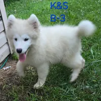 Shadow, a male Samoyed for sale in Granby, MO – 1 of 7