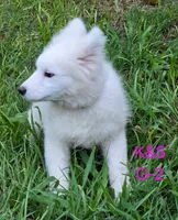 Sunshine, a female Samoyed for sale in Granby, MO – 9 of 9