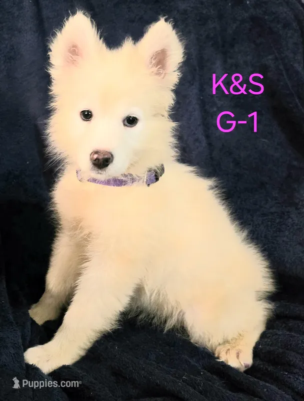 SNOWY – Samoyed puppy for sale in Granby, MO