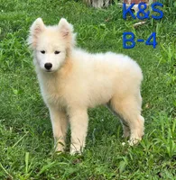 Skipper, a male Samoyed for sale in Granby, MO – 3 of 10