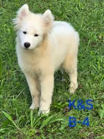 Skipper, a male Samoyed for sale in Granby, MO – 4 of 10