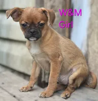 Lola, a female Pomeranian and Pug for sale in Granby, MO – 2 of 6