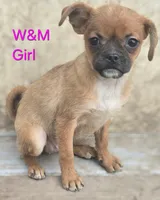 Lola, a female Pomeranian and Pug for sale in Granby, MO – 4 of 6