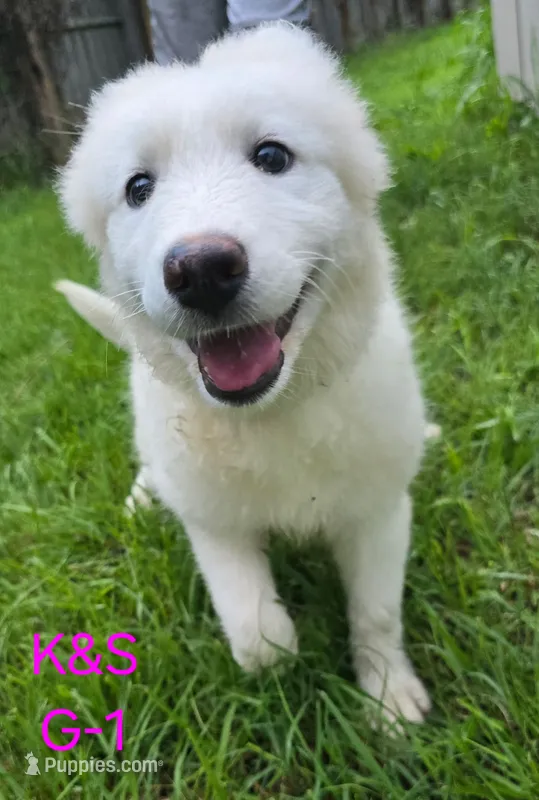 SNOWY – Samoyed puppy for sale in Granby, MO
