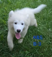 Shadow, a male Samoyed for sale in Granby, MO – 3 of 7