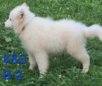 Snuggles, a male Samoyed for sale in Granby, MO – 7 of 9