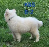 Snuggles, a male Samoyed for sale in Granby, MO – 6 of 9