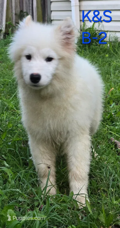 Snuggles, a male Samoyed for sale in Granby, MO – 1 of 9
