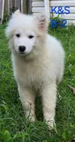 Snuggles, a male Samoyed for sale in Granby, MO – 1 of 9