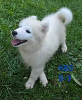 Shadow, a male Samoyed for sale in Granby, MO – 6 of 7