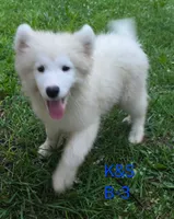 Shadow, a male Samoyed for sale in Granby, MO – 2 of 7