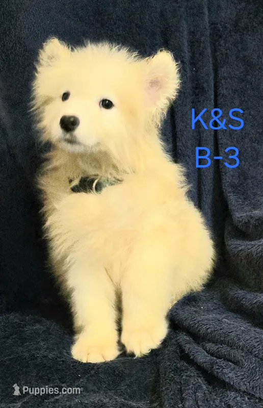 Shadow – Samoyed puppy for sale in Granby, MO