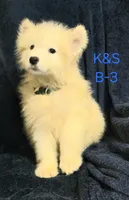 Shadow, a male Samoyed for sale in Granby, MO – 1 of 3