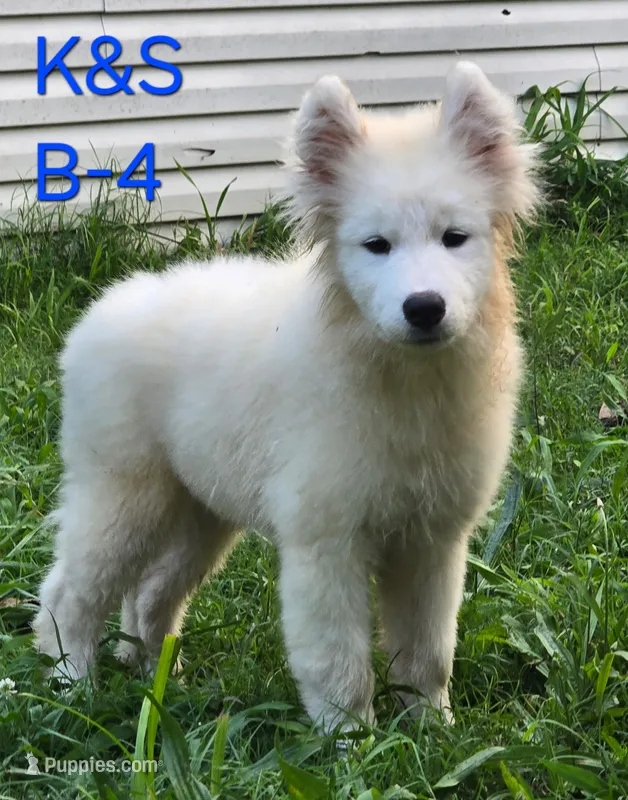 Skipper – Samoyed puppy for sale in Granby, MO