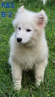 Snuggles, a male Samoyed for sale in Granby, MO – 5 of 9