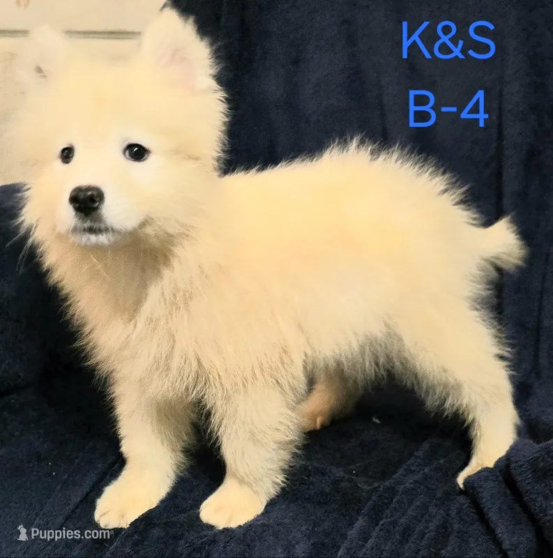 Skipper – Samoyed puppy for sale in Granby, MO