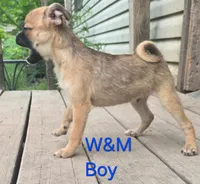 Bugs, a male Pomeranian and Pug for sale in Granby, MO – 3 of 5