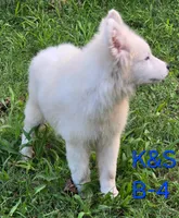 Skipper, a male Samoyed for sale in Granby, MO – 6 of 10