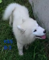 Shadow, a male Samoyed for sale in Granby, MO – 7 of 7