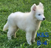 Skipper, a male Samoyed for sale in Granby, MO – 5 of 10