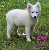 Sunshine, a female Samoyed for sale in Granby, MO – 4 of 9