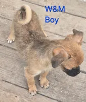 Bugs, a male Pomeranian and Pug for sale in Granby, MO – 5 of 5