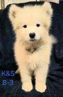 Shadow, a male Samoyed for sale in Granby, MO – 2 of 3
