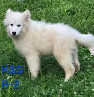 Snuggles, a male Samoyed for sale in Granby, MO – 9 of 9