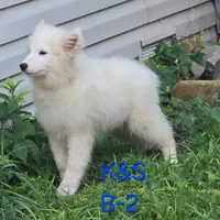 Snuggles, a male Samoyed for sale in Granby, MO – 8 of 9