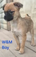 Bugs, a male Pomeranian and Pug for sale in Granby, MO – 4 of 5