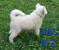 Snuggles, a male Samoyed for sale in Granby, MO – 3 of 9