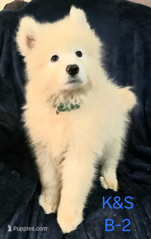 Snuggles – Samoyed puppy for sale in Granby, MO