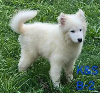 Snuggles, a male Samoyed for sale in Granby, MO – 4 of 9