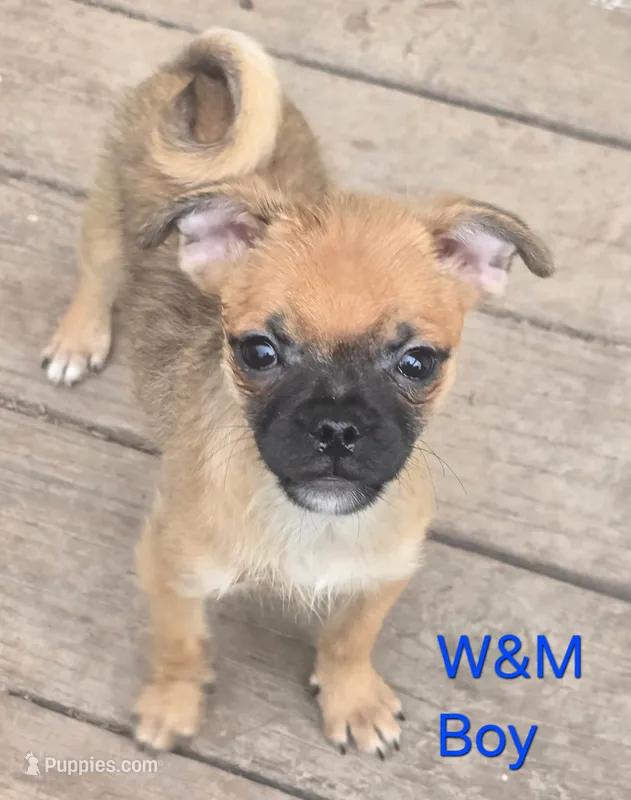 Bugs – Pomeranian, Pug puppy for sale in Granby, MO