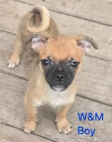Bugs, a male Pomeranian and Pug for sale in Granby, MO – 1 of 5