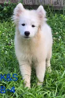Skipper, a male Samoyed for sale in Granby, MO – 2 of 10