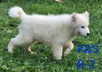 Skipper, a male Samoyed for sale in Granby, MO – 7 of 10