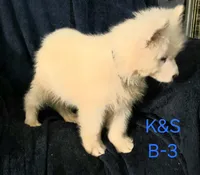 Shadow, a male Samoyed for sale in Granby, MO – 3 of 3