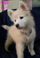 SNOWY, a female Samoyed for sale in Granby, MO – 3 of 5