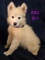 SNOWY, a female Samoyed for sale in Granby, MO – 2 of 5