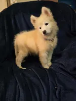 SNOWY, a female Samoyed for sale in Granby, MO – 5 of 5