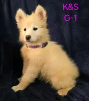 SNOWY, a female Samoyed for sale in Granby, MO – 4 of 5