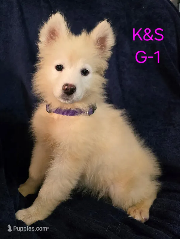 SNOWY – Samoyed puppy for sale in Granby, MO