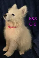 Sunshine, a female Samoyed for sale in Granby, MO – 2 of 6