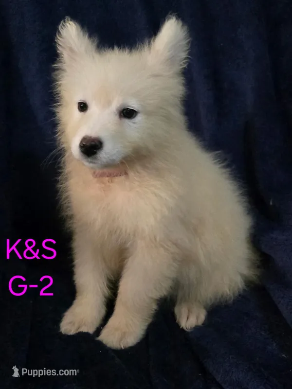 Sunshine – Samoyed puppy for sale in Granby, MO