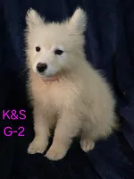 Sunshine, a female Samoyed for sale in Granby, MO – 1 of 6
