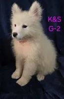 Sunshine, a female Samoyed for sale in Granby, MO – 5 of 6
